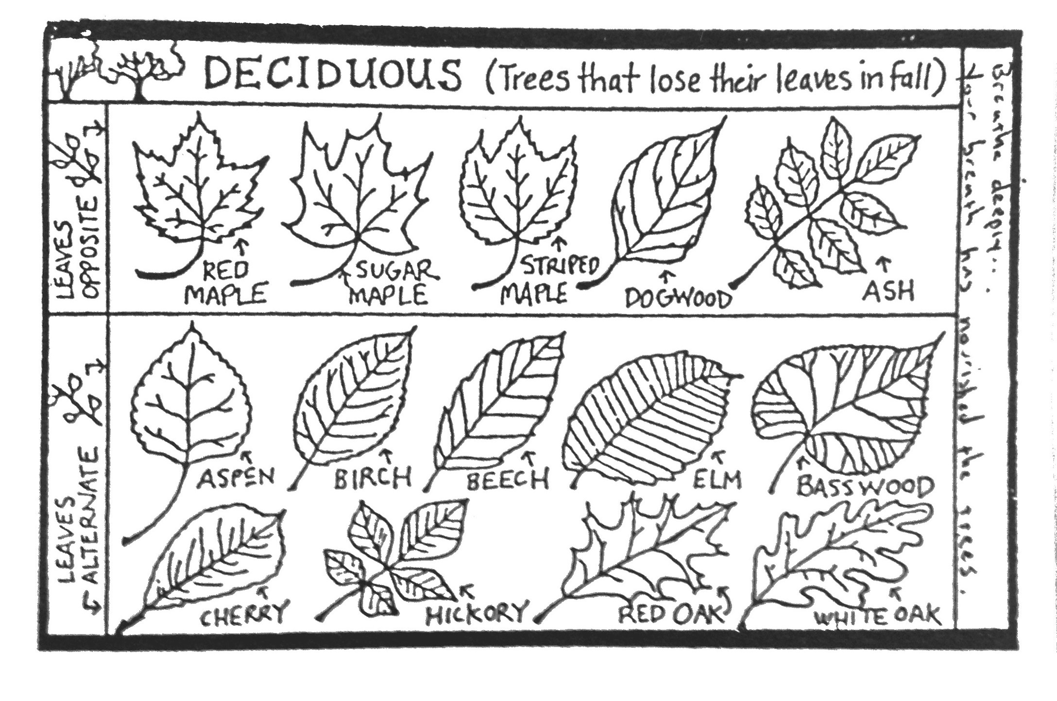 deciduous-leaves.jpg